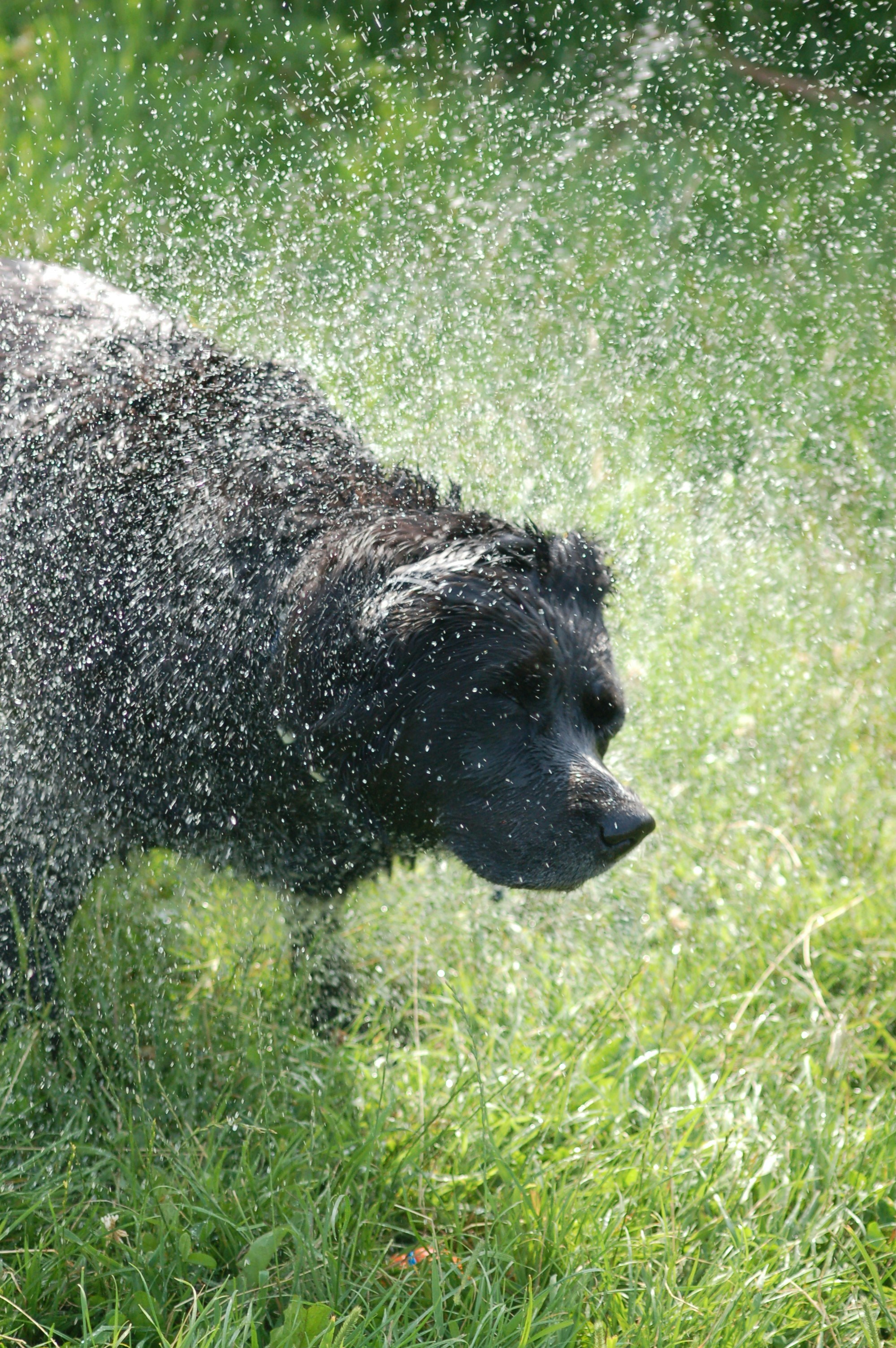 Dog playing in newly installed sprinkler system